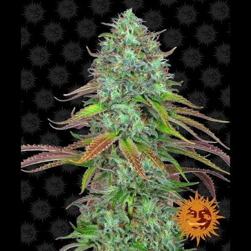 Barneys Farm LSD Auto Feminized Seeds | Skyline Seed Bank 