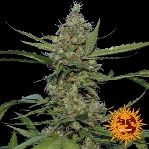 Barney's Farm Laughing Buddha Seeds | Skyline Seed Bank | South Africa