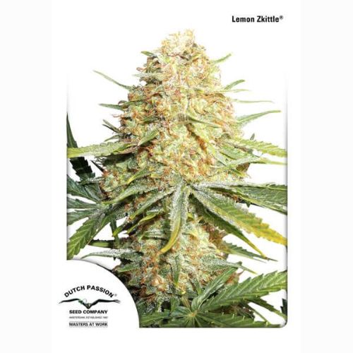 Dutch Passion Lemon Kix Auto | Skyline Seed Bank | South Africa