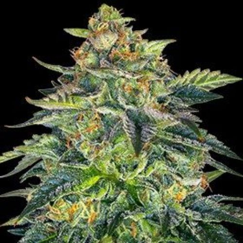 London Cream Cake Auto | Skyline Seed Bank | South Africa