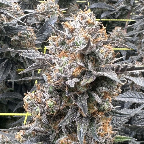 MAC S1 Clone by Ethos Genetics | Skyline Seed Bank | South Africa