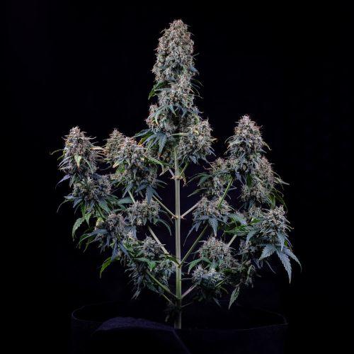 Mephisto Genetics Alien Vs Triangle Auto Seeds | Skyline Seed Bank | South Africa