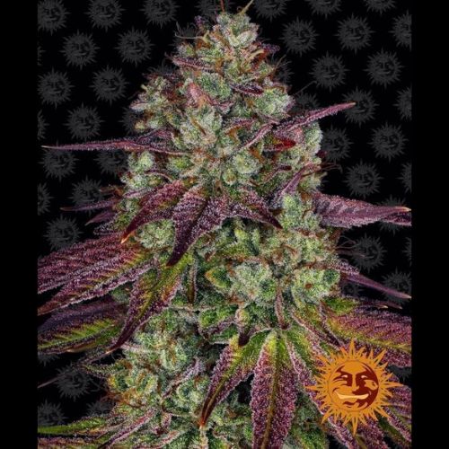 Barneys Farm Mimosa EVO Feminized Seeds | Skyline Seed Bank 