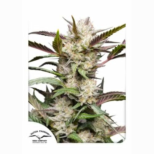 Dutch Passion Mimosa Punch Auto Seeds | Skyline Seed Bank 