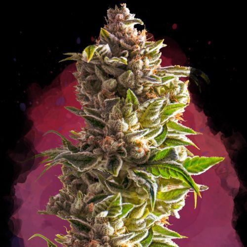 Nirvana Seeds Aurora Indica Seeds | Skyline Seed Bank | South Africa