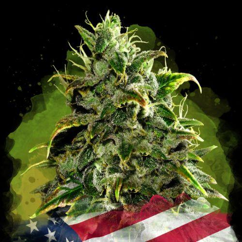 Nirvana Seeds Blue Dream Auto Seeds | Skyline Seed Bank | South Africa