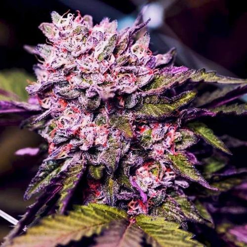 Premium Gelato Feminized Seeds | High THC Cannabis Seeds