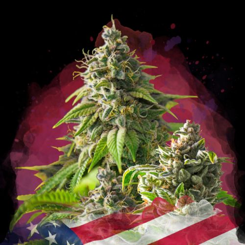 Nirvana Seeds Girl Scout Cookies Seeds | Skyline Seed Bank