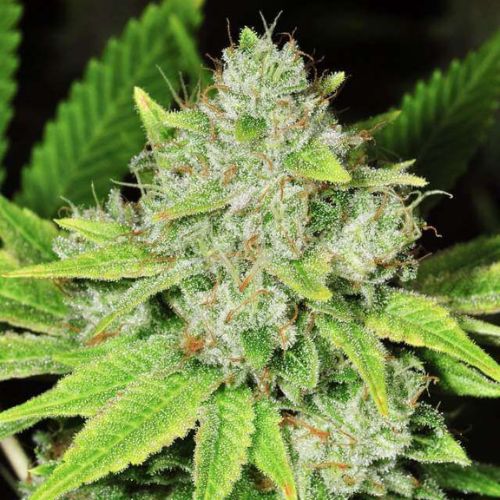 Original Glue Auto Feminized Seeds | Top Autoflower Cannabis Seeds