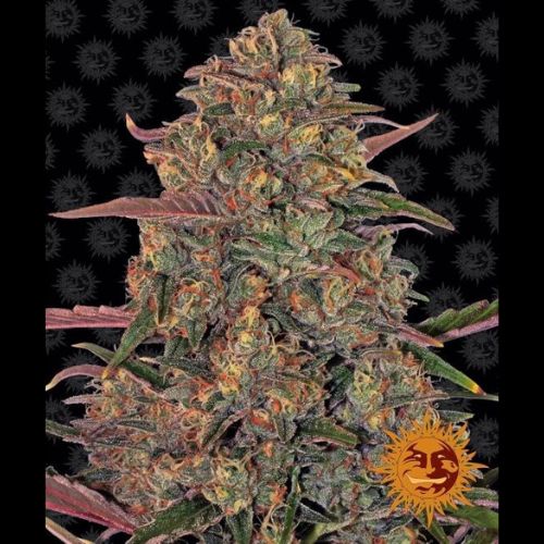 Barneys Farm Pineapple Chunk Feminized Seeds | Skyline Seed Bank 