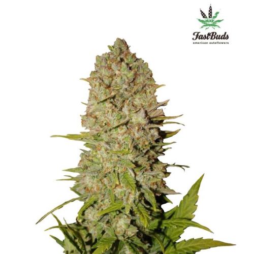 420 Fast Buds Pineapple Express Auto Seeds | Skyline Seed Bank