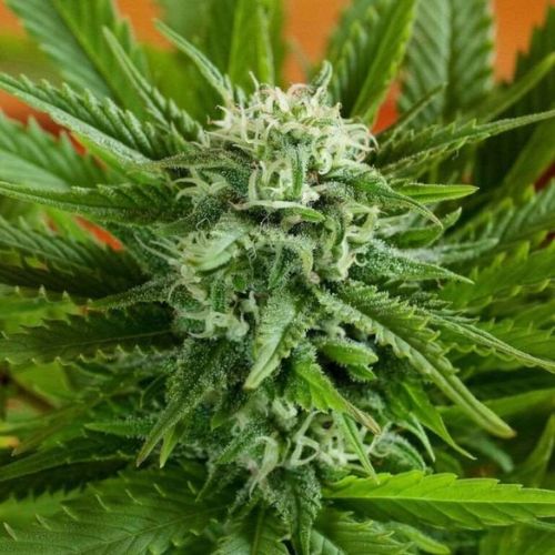 G13 Labs Pineapple Express Auto Seeds | Skyline Seed Bank 