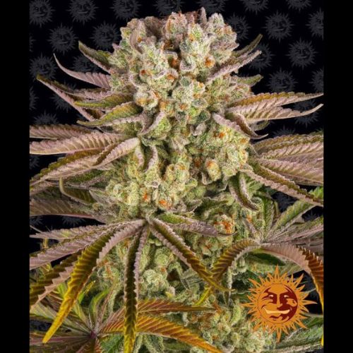 Barneys Farm Pineapple Express Seeds | Skyline Seed Bank 