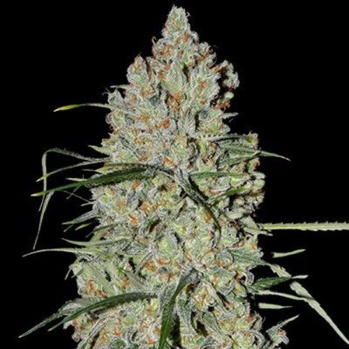 G13 Labs Pineapple Express #2 Auto Seeds | Skyline Seed Bank 