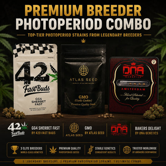 Premium Breeder Photoperiod Combo – GG4 Sherbet Fast, GMO & Bakers Delight Feminized Cannabis Seeds Bundle

