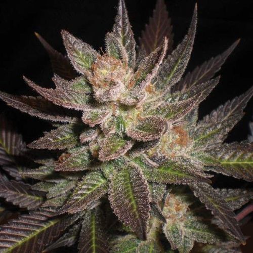 G13 Labs Purple Haze Seeds | Skyline Seed Bank | South Africa