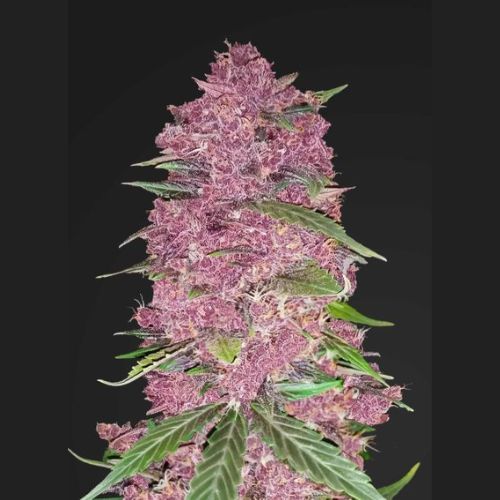 420 Fast Buds Purple Lemonade Auto Seeds | Skyline Seed Bank