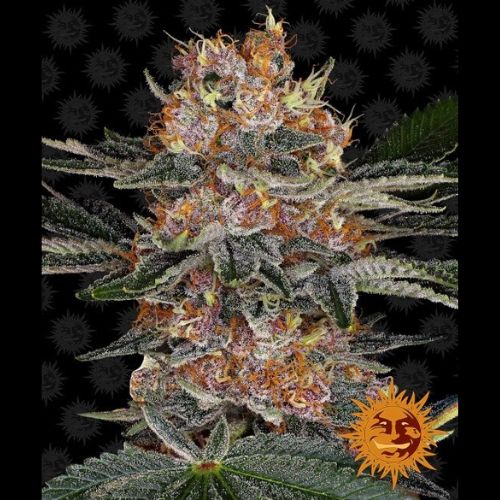 Barneys Farm Purple Punch Auto Feminized Seeds| Skyline Seed Bank 