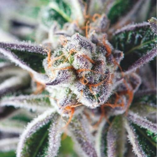 🌿 Do Si Dos Feminized Seeds | Premium High-THC Cannabis Seeds