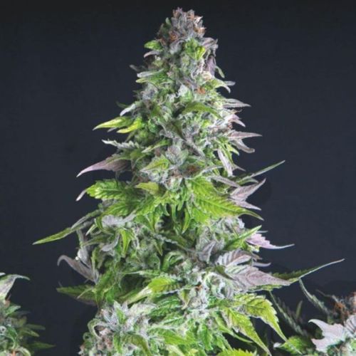 Romulan Feminized Seeds 🌌 | Premium Indica-Dominant Cannabis Seeds
