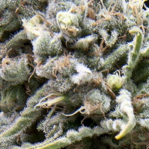 White Widow Auto Feminized Seeds | Fast Autoflower Cannabis 🌿