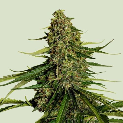 Gaia F1 Auto Feminized Seeds | Premium F1 Hybrid Cannabis