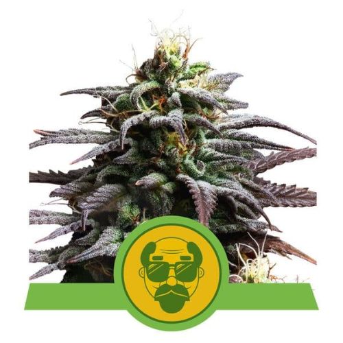 Granddaddy Purple Auto Feminized Seeds | Premium Autoflower Cannabis