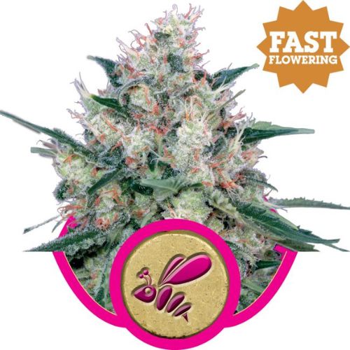 Honey Cream Fast Feminized Seeds | Fast Flowering Cannabis 🌱