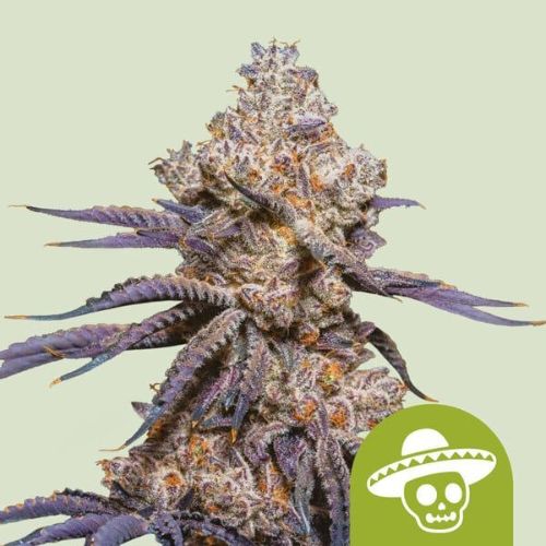 Mexican Rush Auto Feminized Seeds | Fast Sativa Auto Seeds