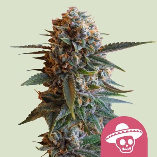 Mexican Rush Feminized Seeds | Sativa Cannabis Seeds