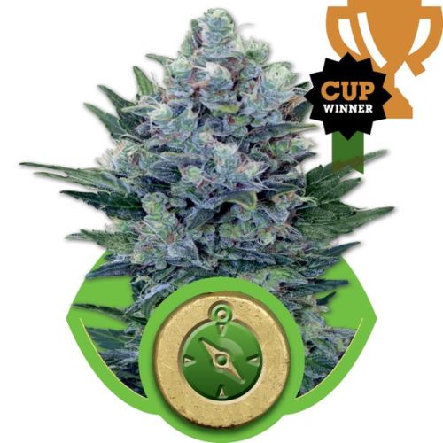 Northern Light Auto Feminized Seeds | Fast Autoflower Cannabis