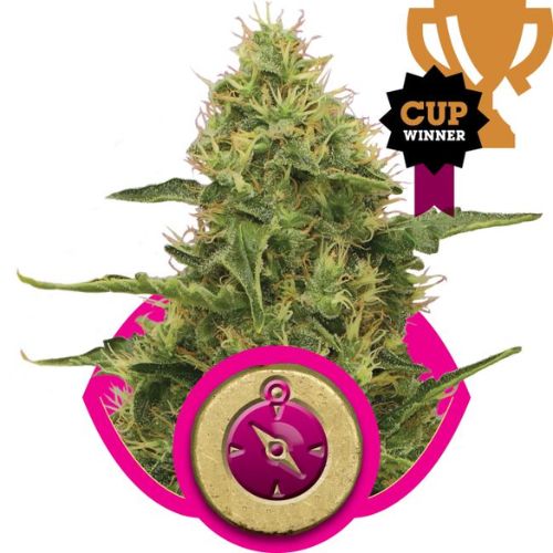 Northern Light Feminized Seeds | Classic Indica Cannabis Seeds