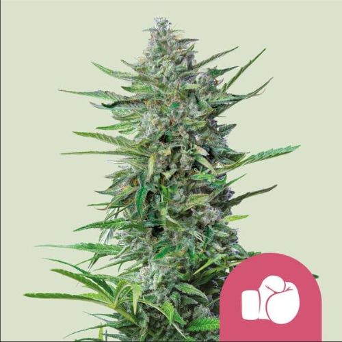 Purple Punch Feminized Seeds | Indica Strain 🌿 Sweet Flavor & Fast Flower