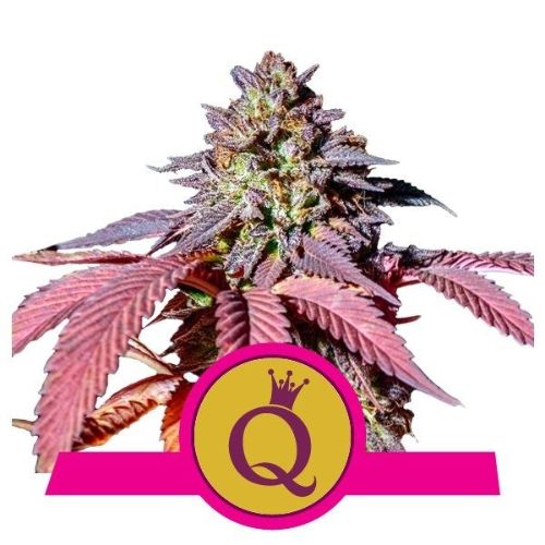 Purple Queen Feminized Seeds | Vibrant Cannabis Seeds