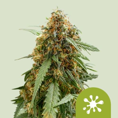 Sticky Queen Auto Feminized Seeds | Royal Queen Seeds 🌿