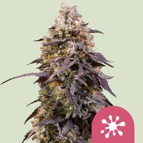Sticky Queen Feminized Seeds | High THC Cannabis Seeds
