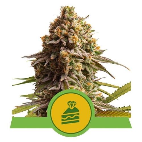 Wedding Cake Auto Feminized Seeds | Fast Autoflower Cannabis