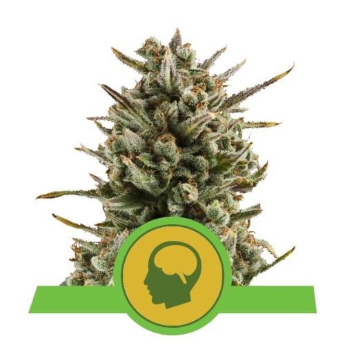 Amnesia Haze Auto Feminized Seeds | Fast, Flavorful Autoflower