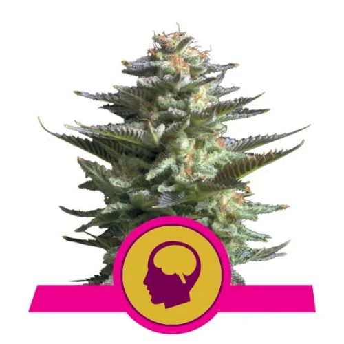 Amnesia Haze Feminized Seeds | High Yield Sativa Seeds