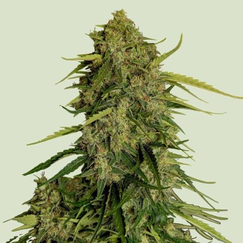 Atlas F1 Auto Feminized Seeds | Royal Queen F1 Hybrid Cannabis