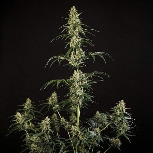 Royal Queen Seeds HulkBerry Auto Seeds | Skyline Seed Bank 