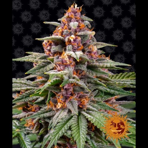 Barneys Farm Runtz Auto Feminized Cannabis Seeds | Skyline Seed Bank 