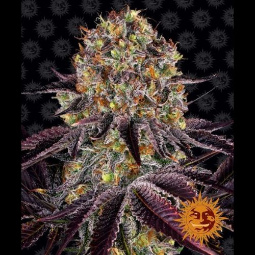 Barneys Farm Runtz x Layer Cake Seeds | Skyline Seed Bank