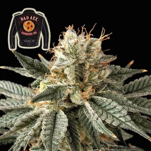 Seedsman Badazz Cookies OG Seeds | Skyline Seed Bank | South Africa