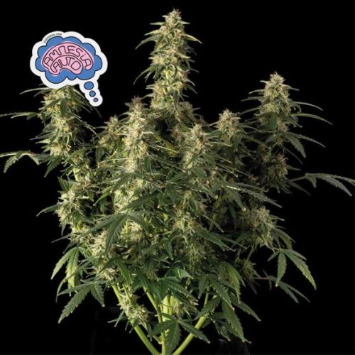 Amnesia Auto Feminized Seeds | Autoflower Cannabis Genetics