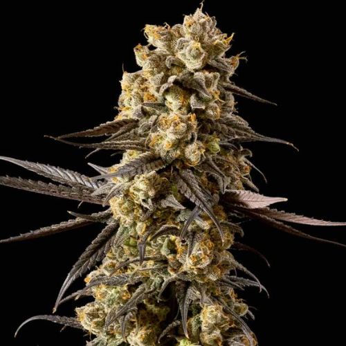 Banana Biscotti F1 Feminized Seeds 🌿| High-Yield Cannabis