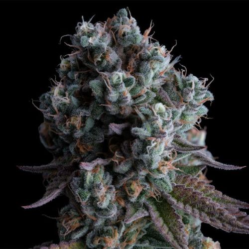 Black Sugar 2.0 Feminized Seeds | High THC Cannabis Seeds