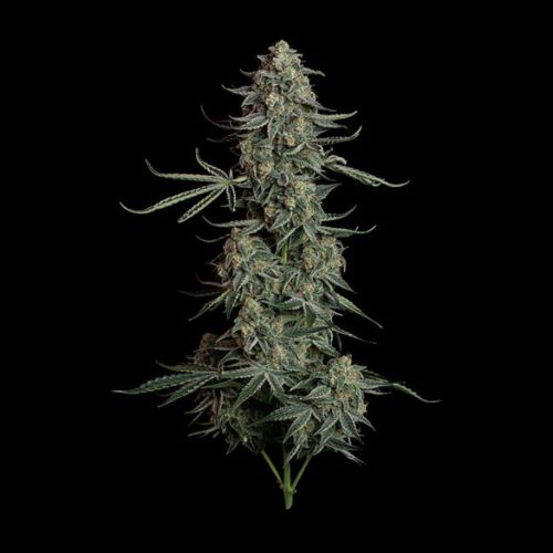 Blue Dream Auto Feminized Seeds | Fast Growth | High THC Yield