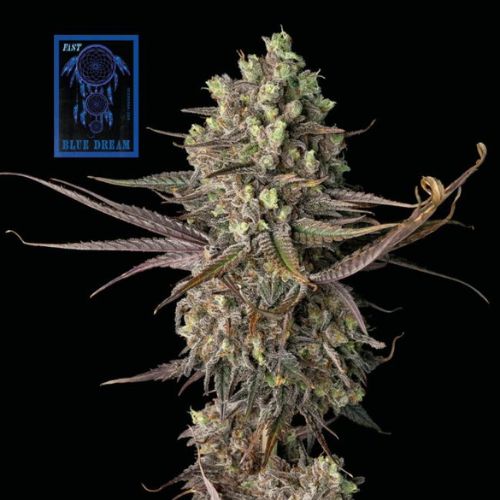 Blue Dream Fast Feminized Seeds 🌿| High Yield Sativa Cannabis Seeds