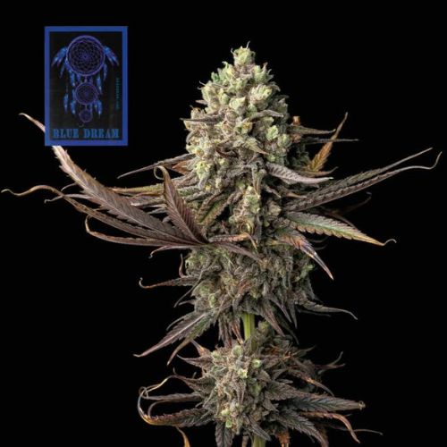Blue Dream Feminized Seeds | Sativa Dominant, High Yield & Flavour